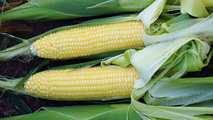 Corn Bodacious Sweet Hybrid