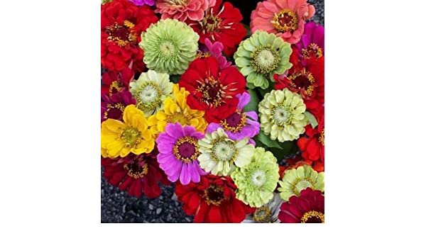 DollarSeed. Zinnia California Giant Mix