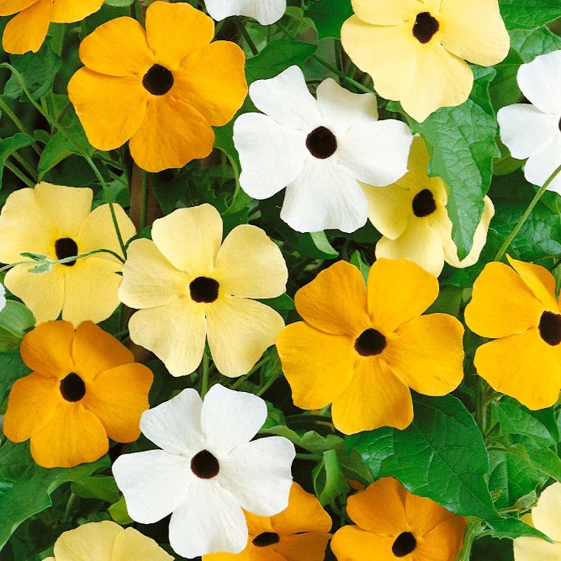 Thunbergia Black eyed Susan Red