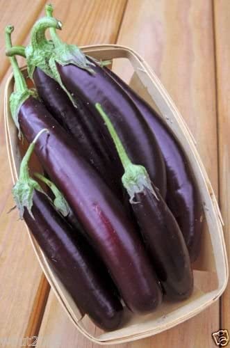 Dollarseed Eggplant Long Purple 