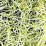 Alfalfa Sprouting Organic
