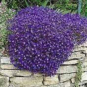 Purple Rock Cress